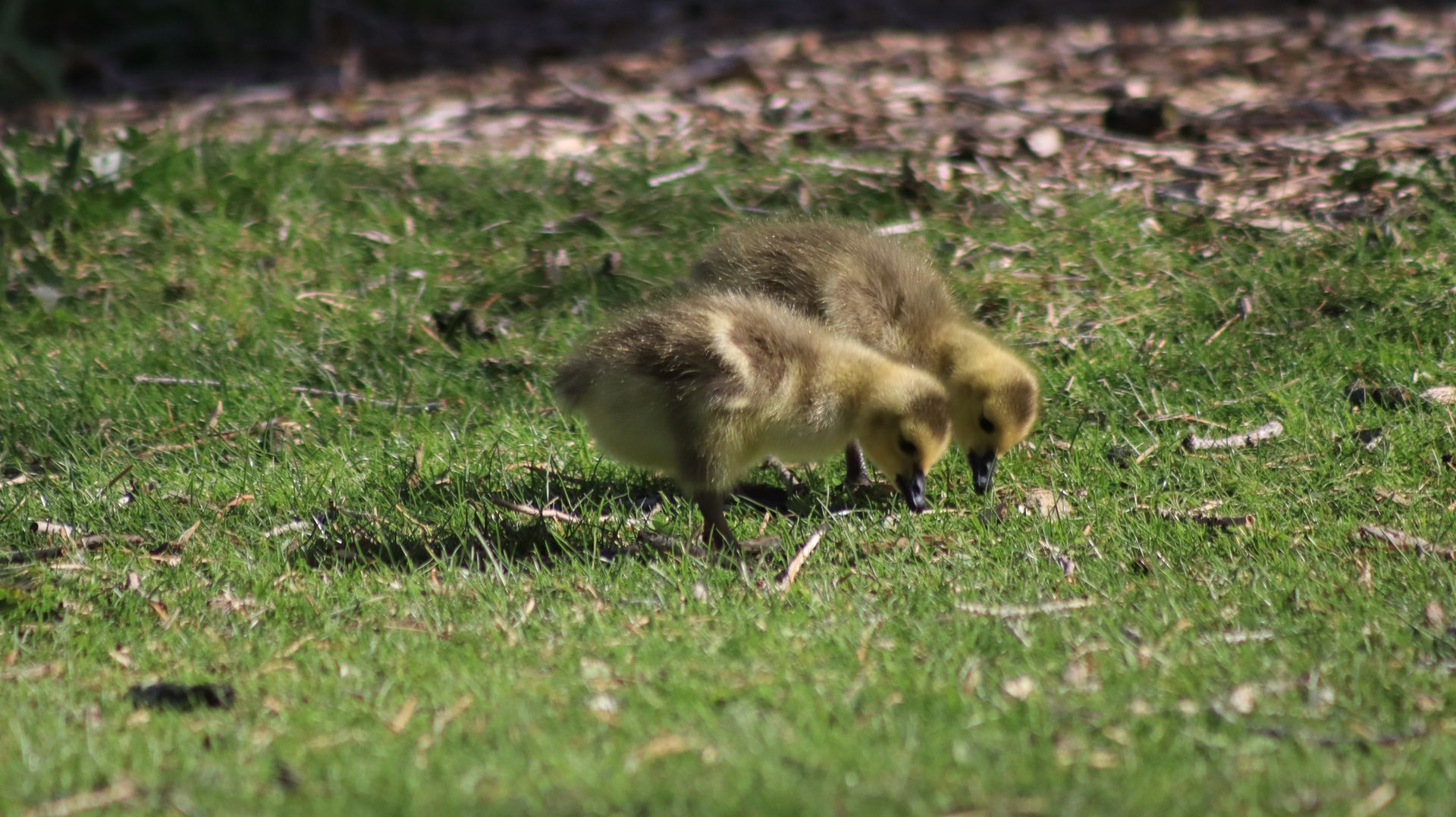 Canada Goose Goslings