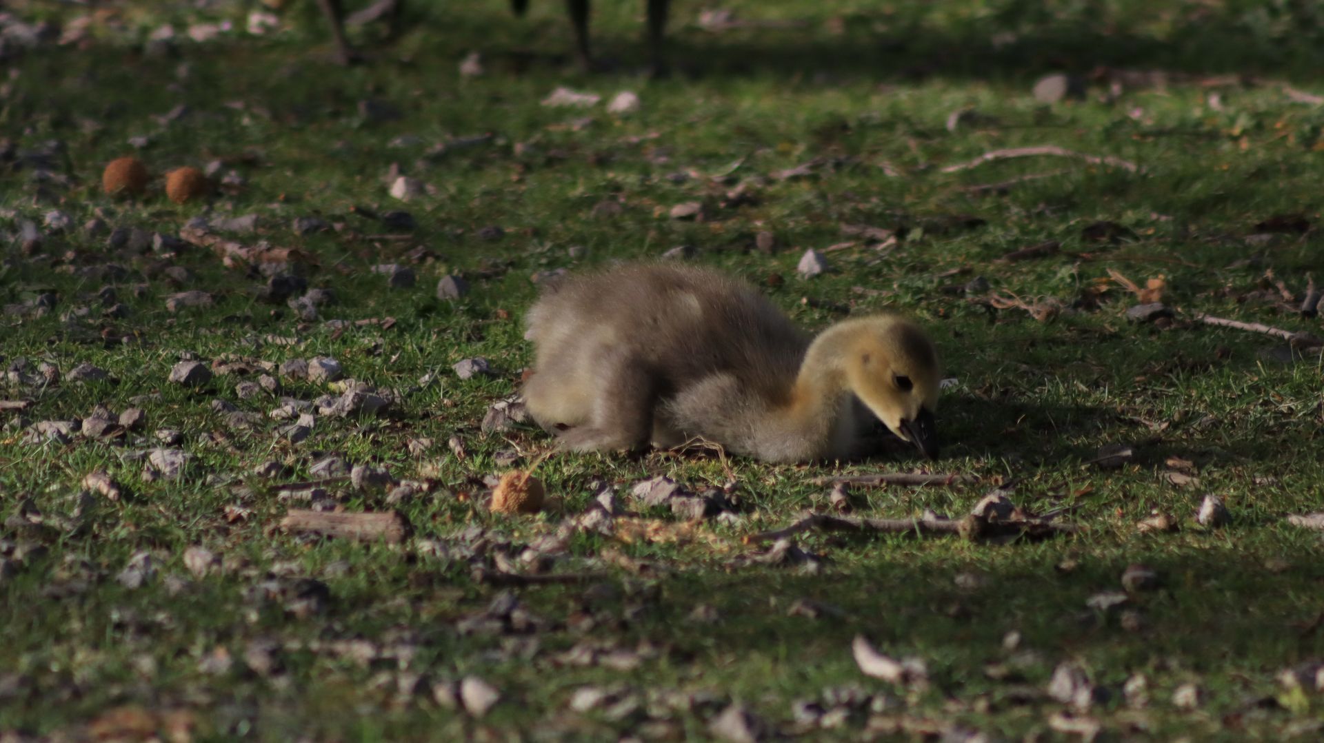 Canada Goose Gosling