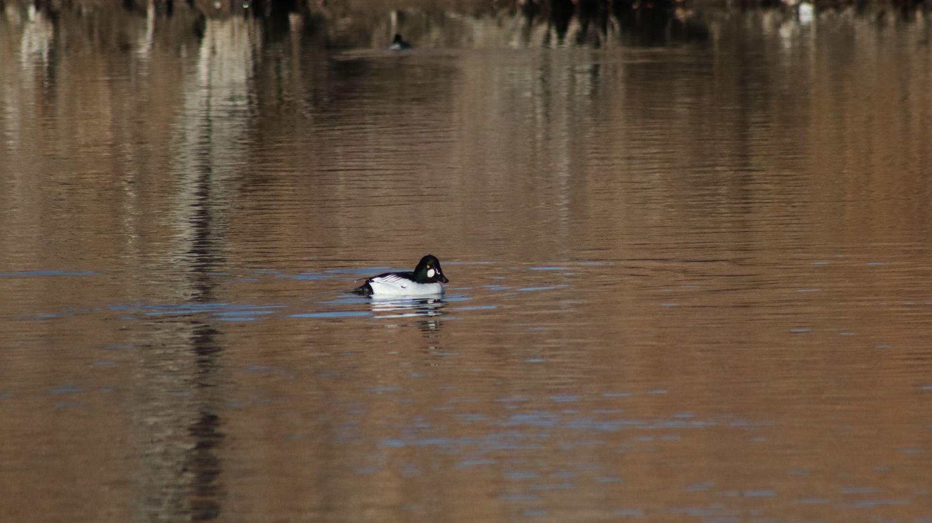 Common Goldeneye