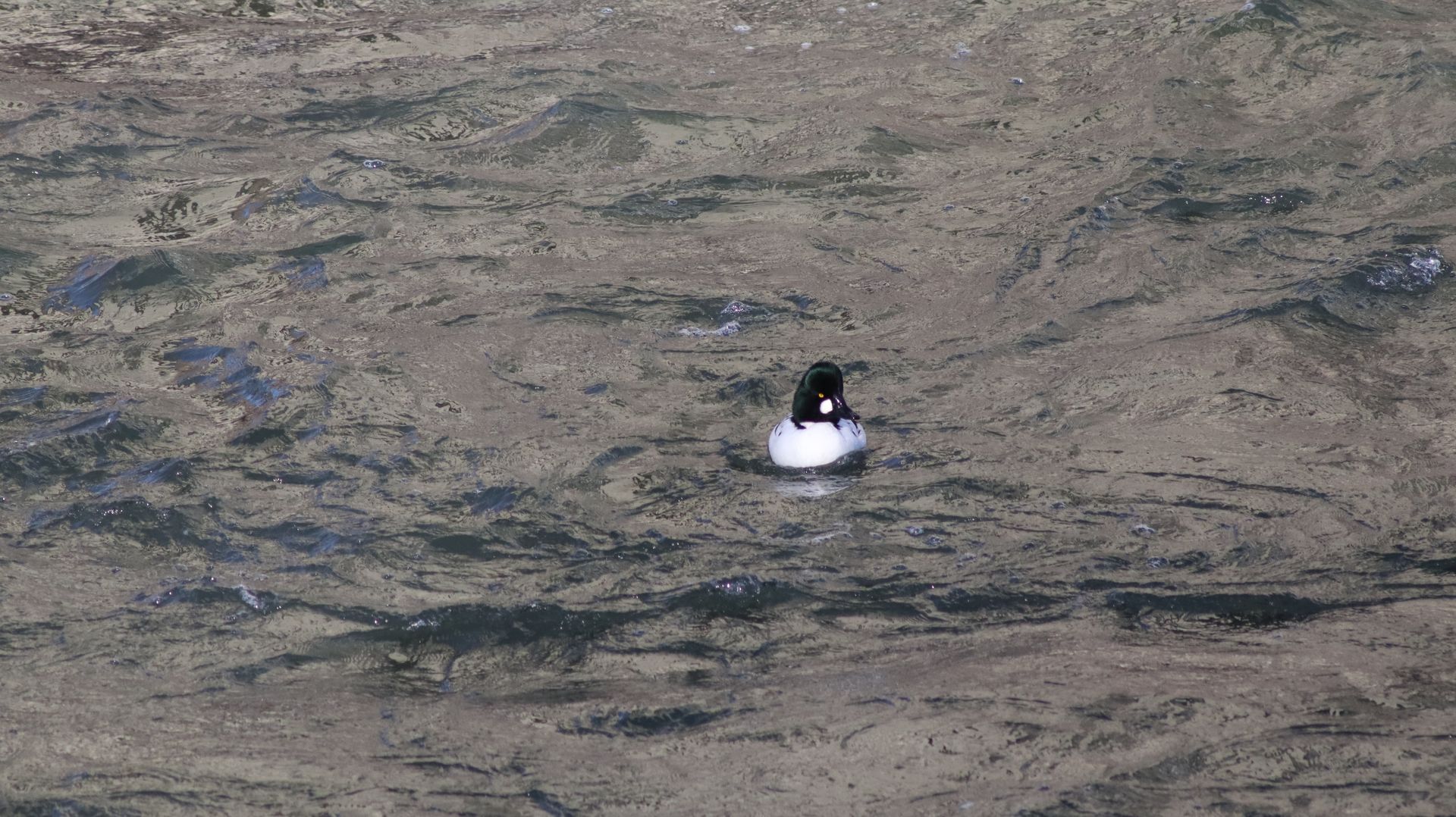 Common Goldeneye