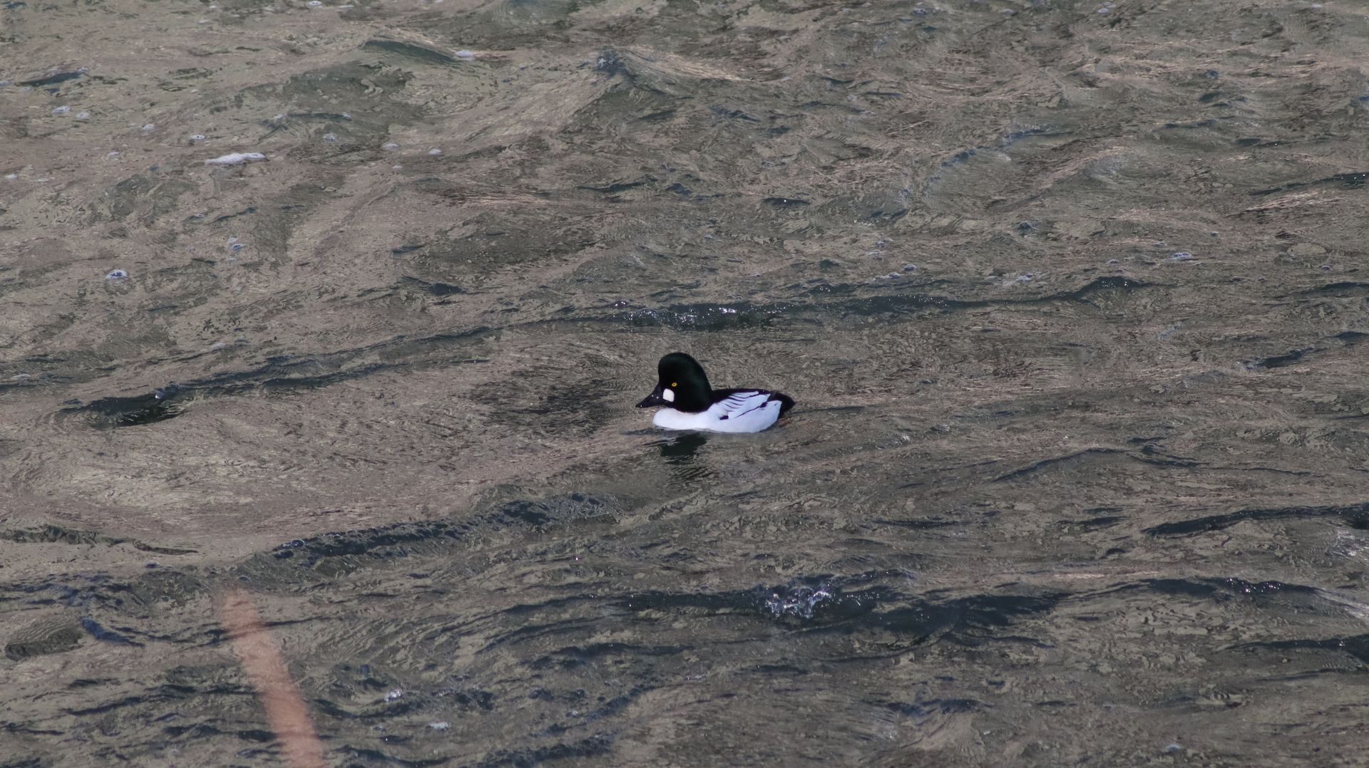 Common Goldeneye
