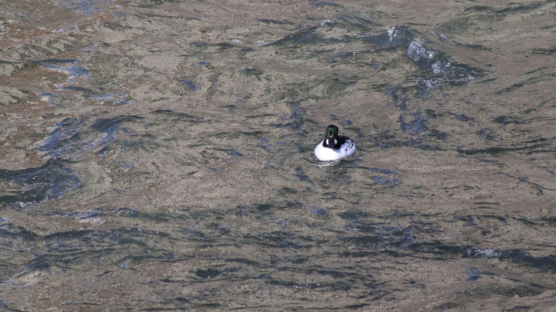 Common Goldeneye