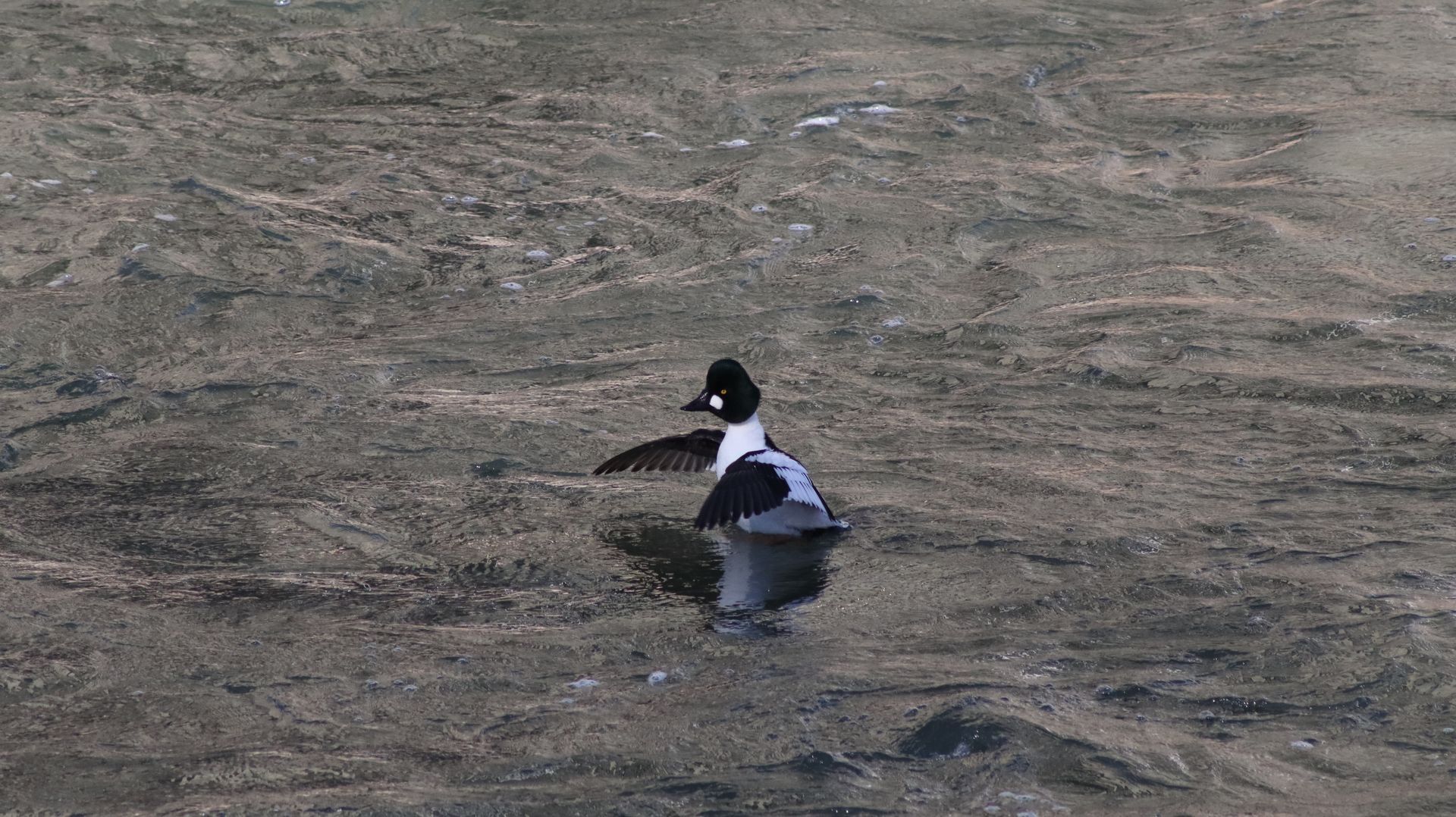 Common Goldeneye