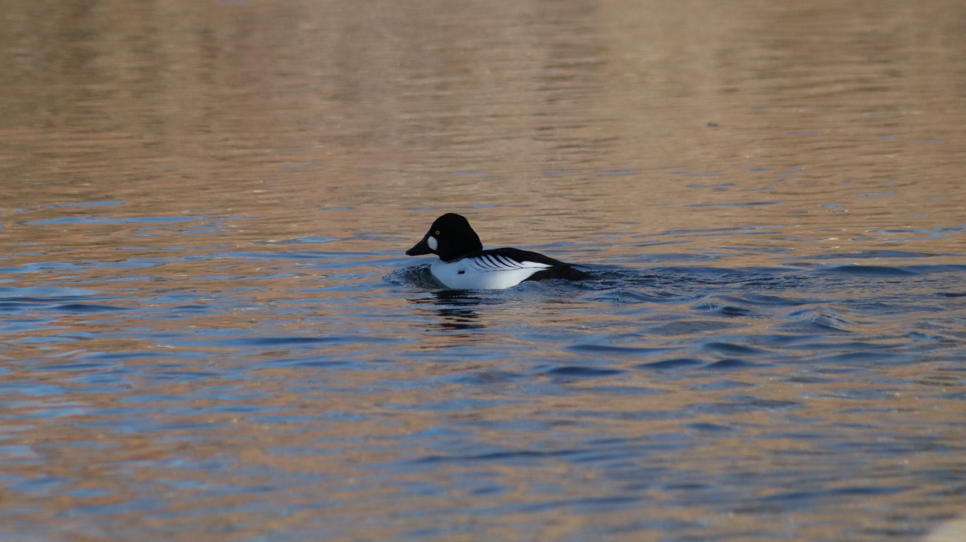 Common Goldeneye