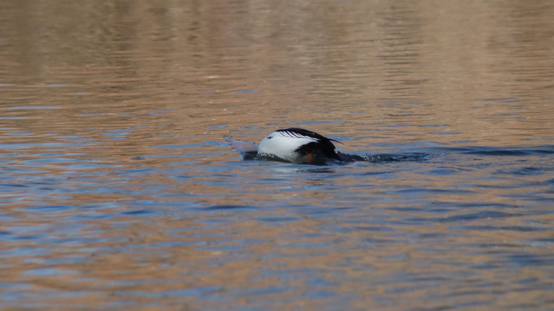 Common Goldeneye