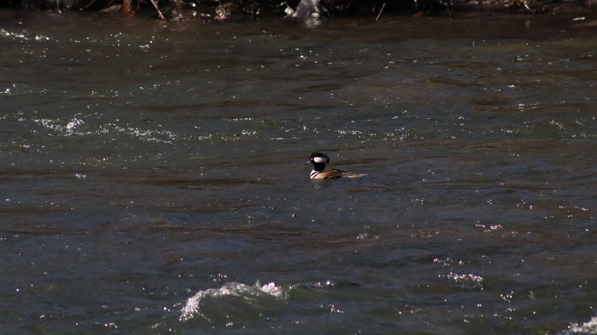 Hooded Merganser