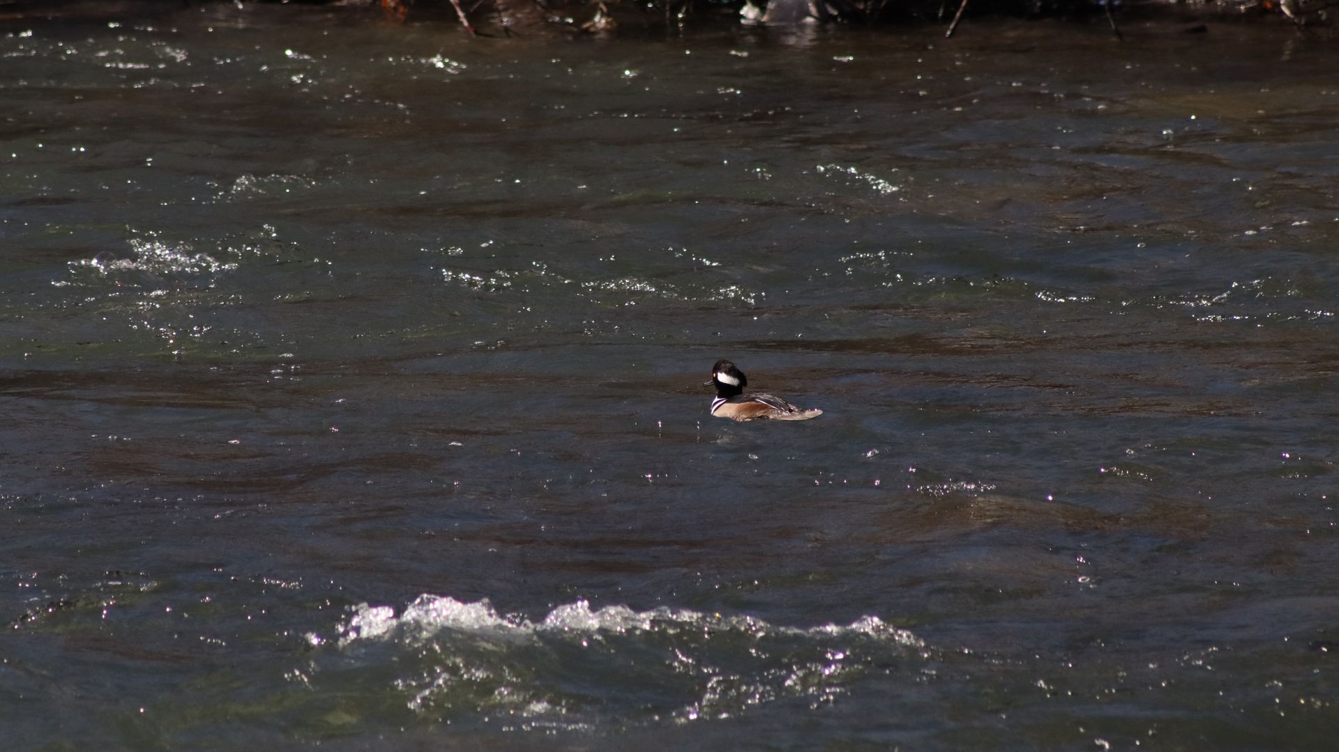 Hooded Merganser