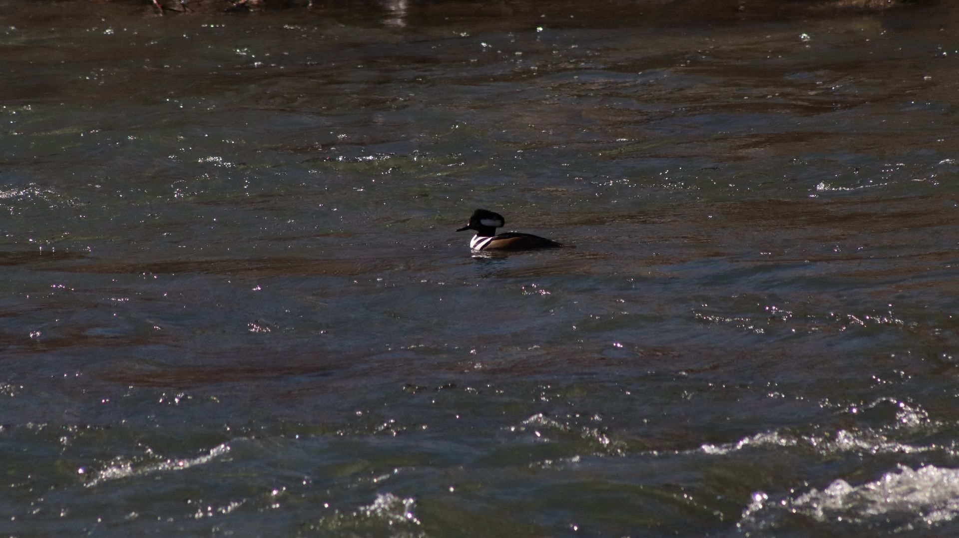 Hooded Merganser