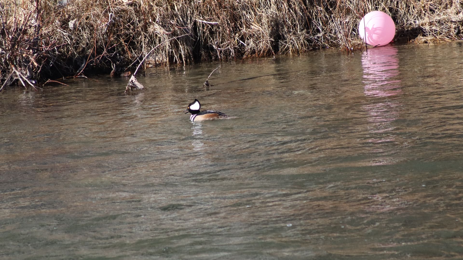 Hooded Merganser