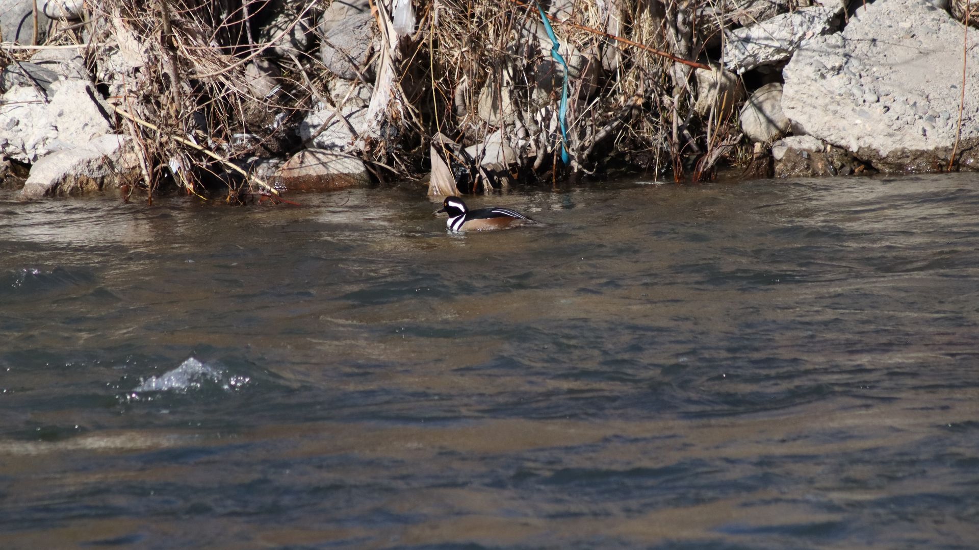 Hooded Merganser