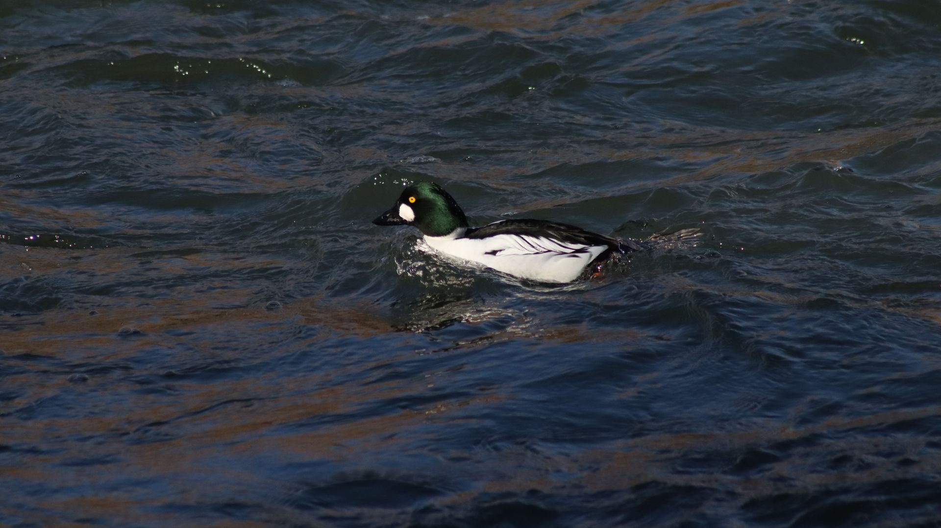 Common Goldeneye