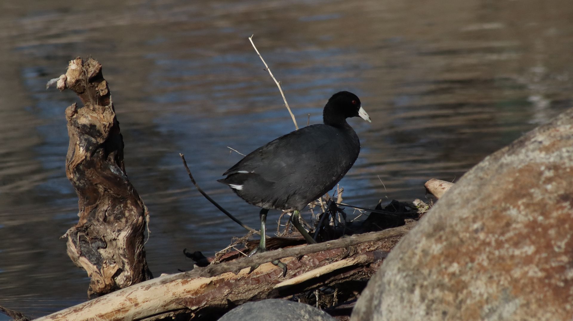 American Coot