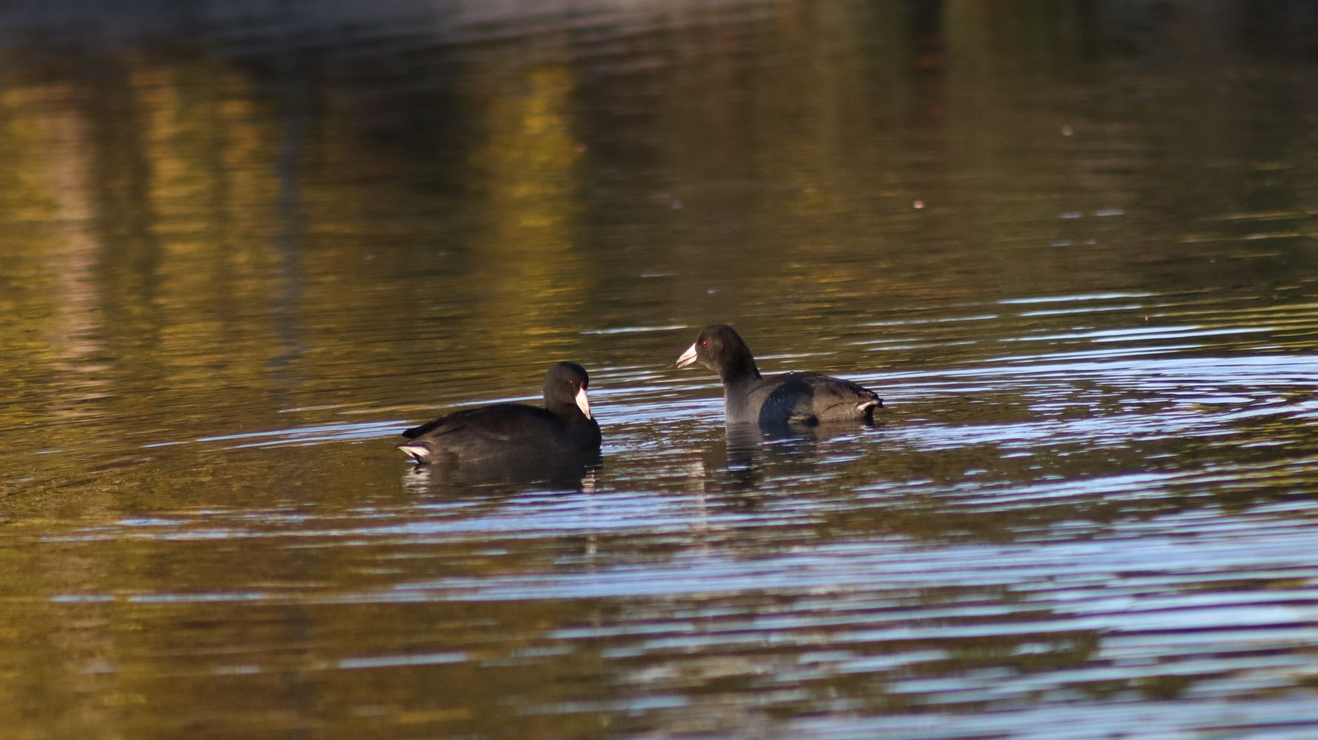 American Coot