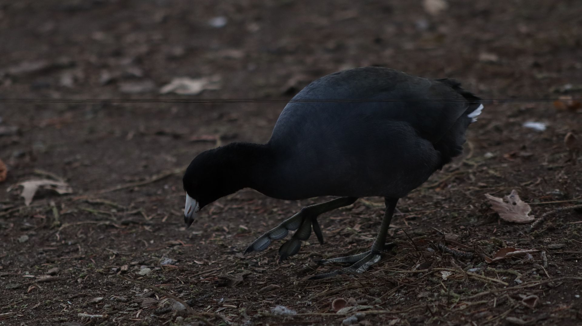American Coot
