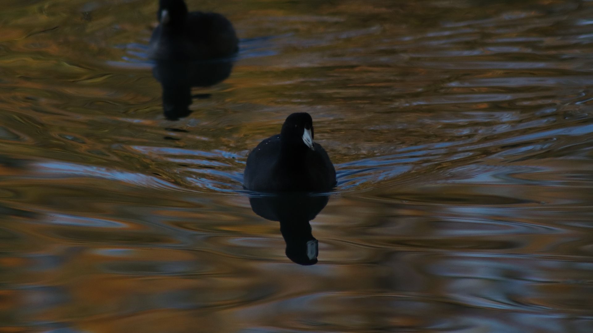 American Coot