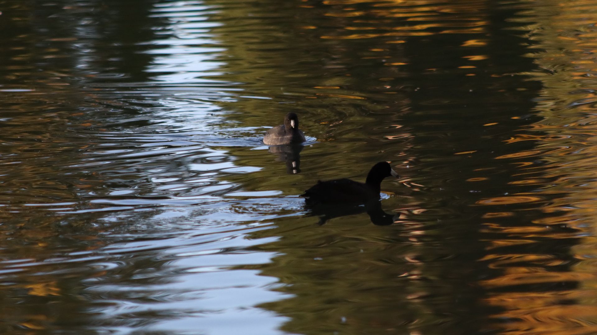 American Coot