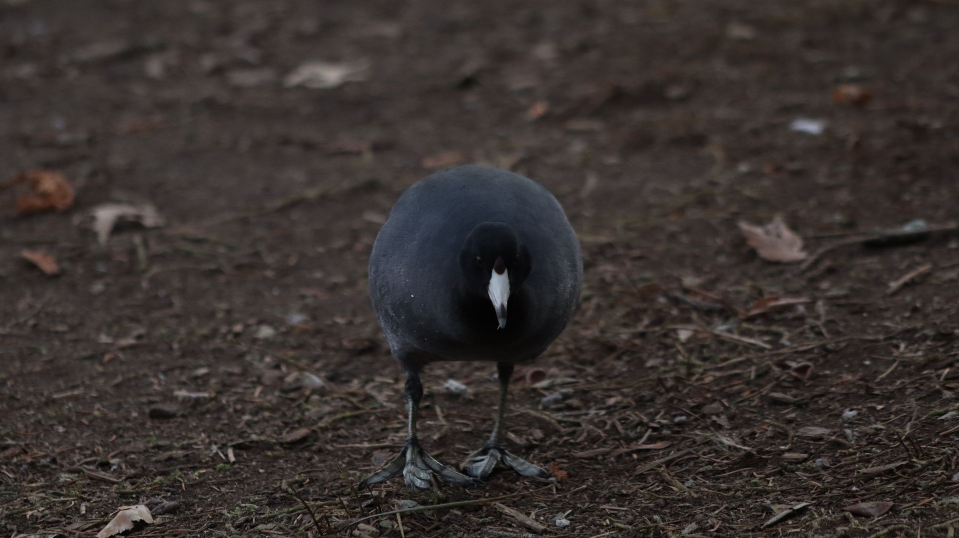 American Coot