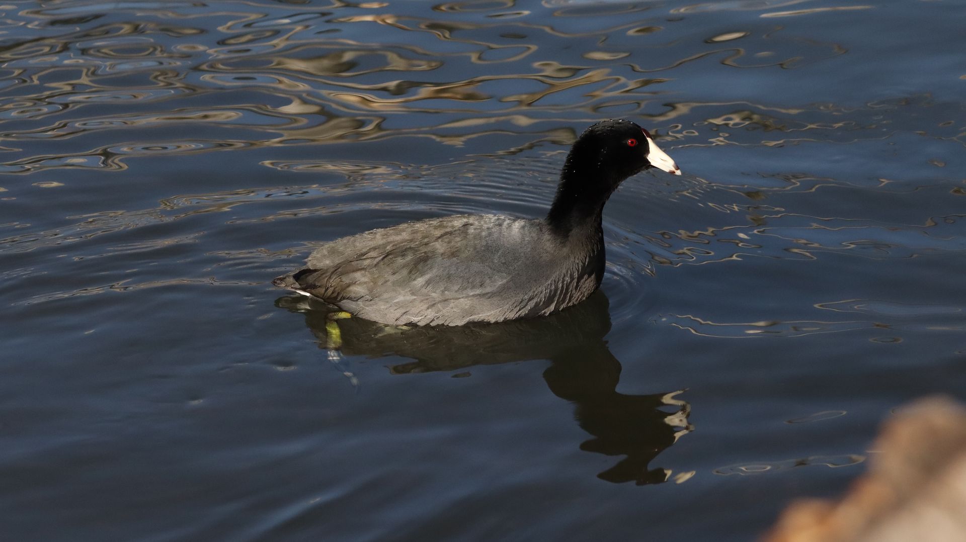American Coot