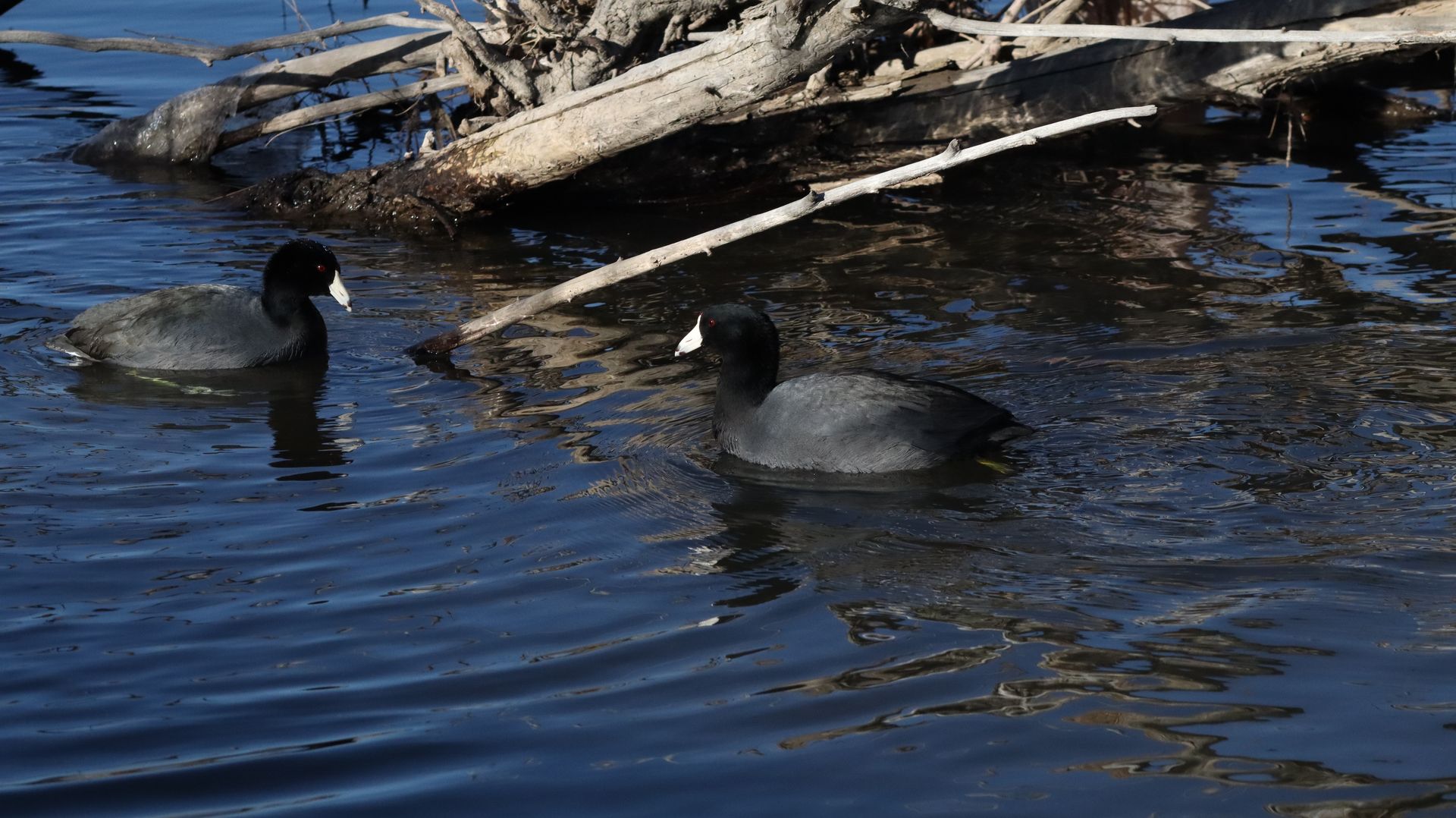 American Coot