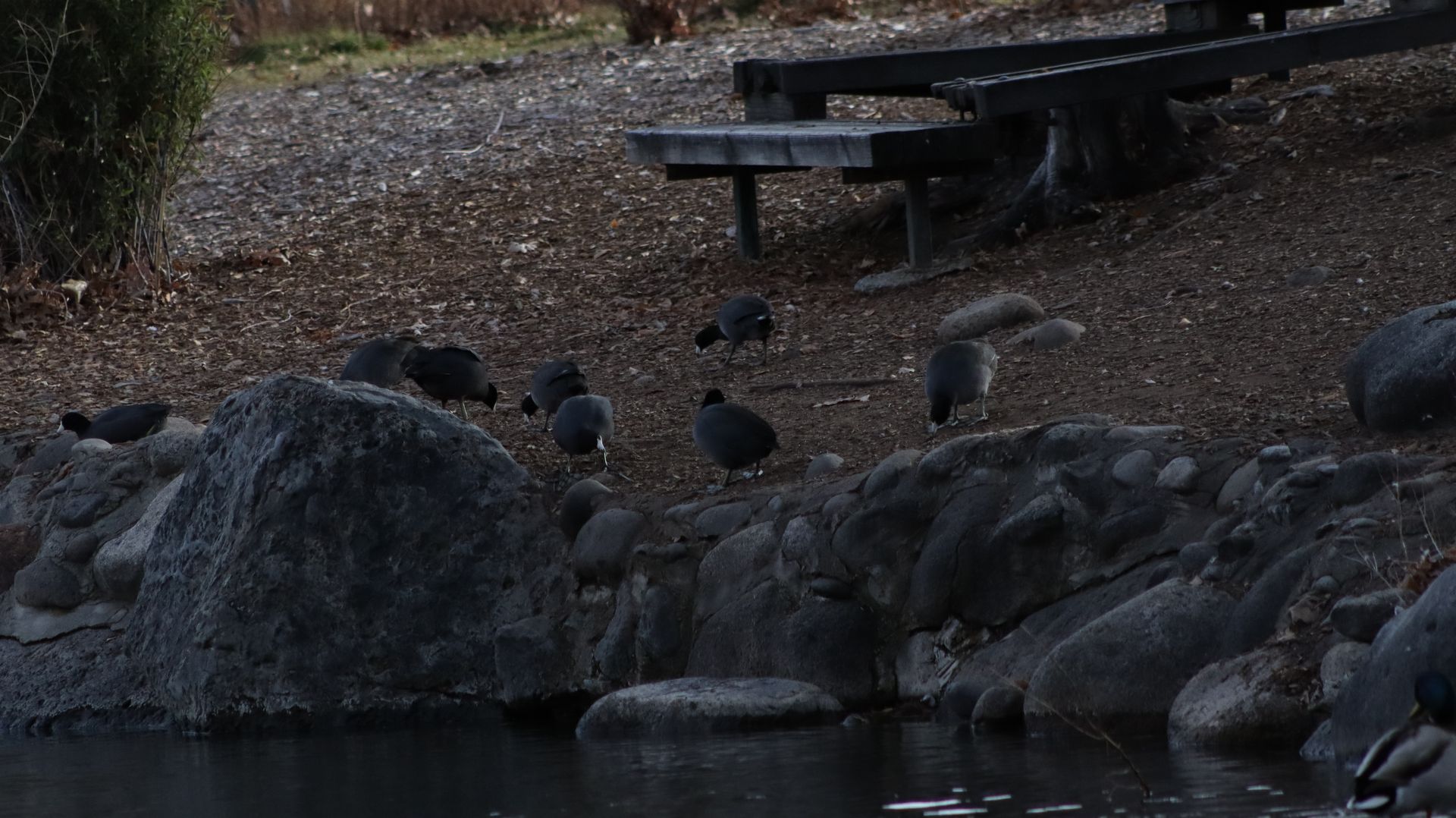 American Coot