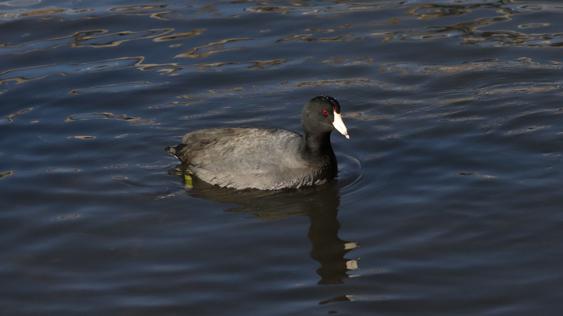 American Coot