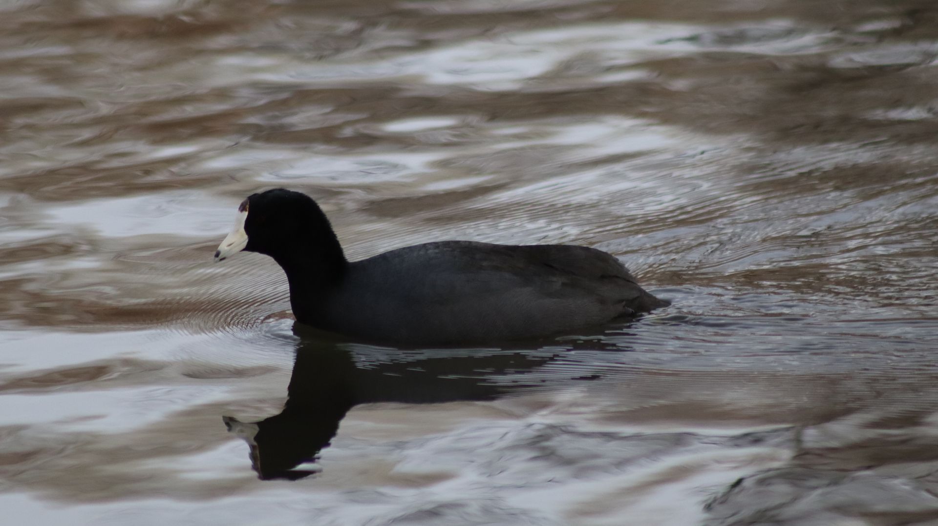 American Coot