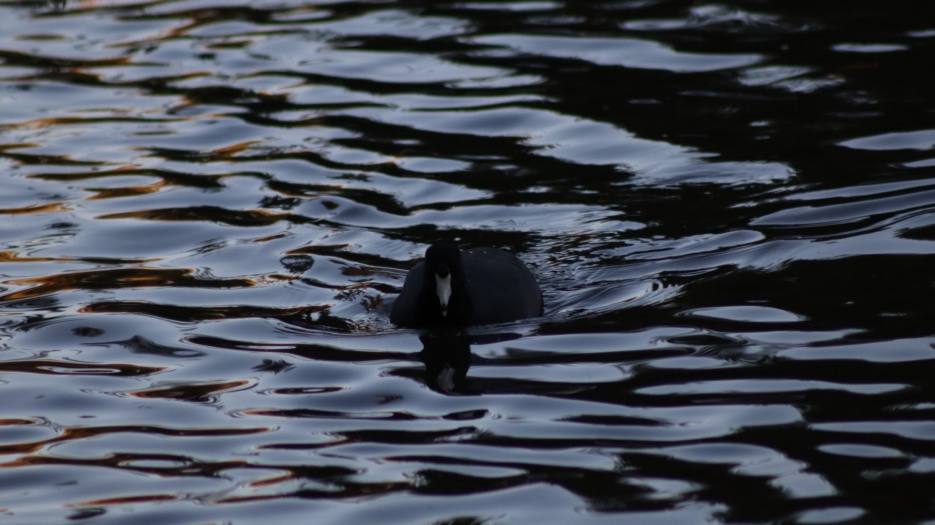 American Coot