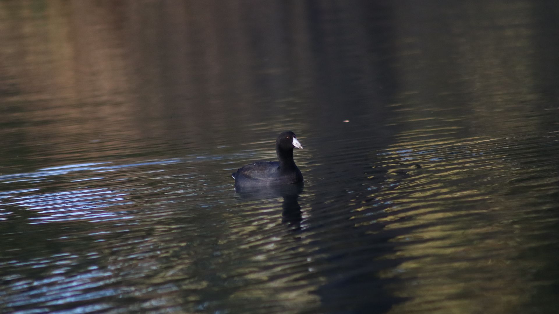 American Coot