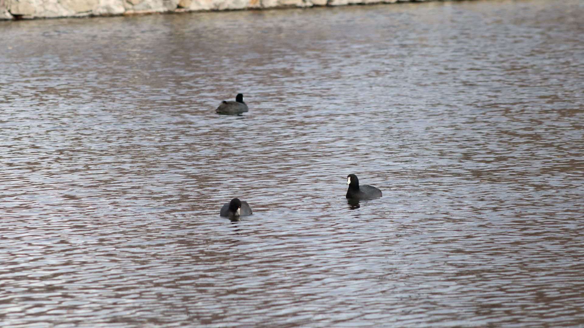 American Coot