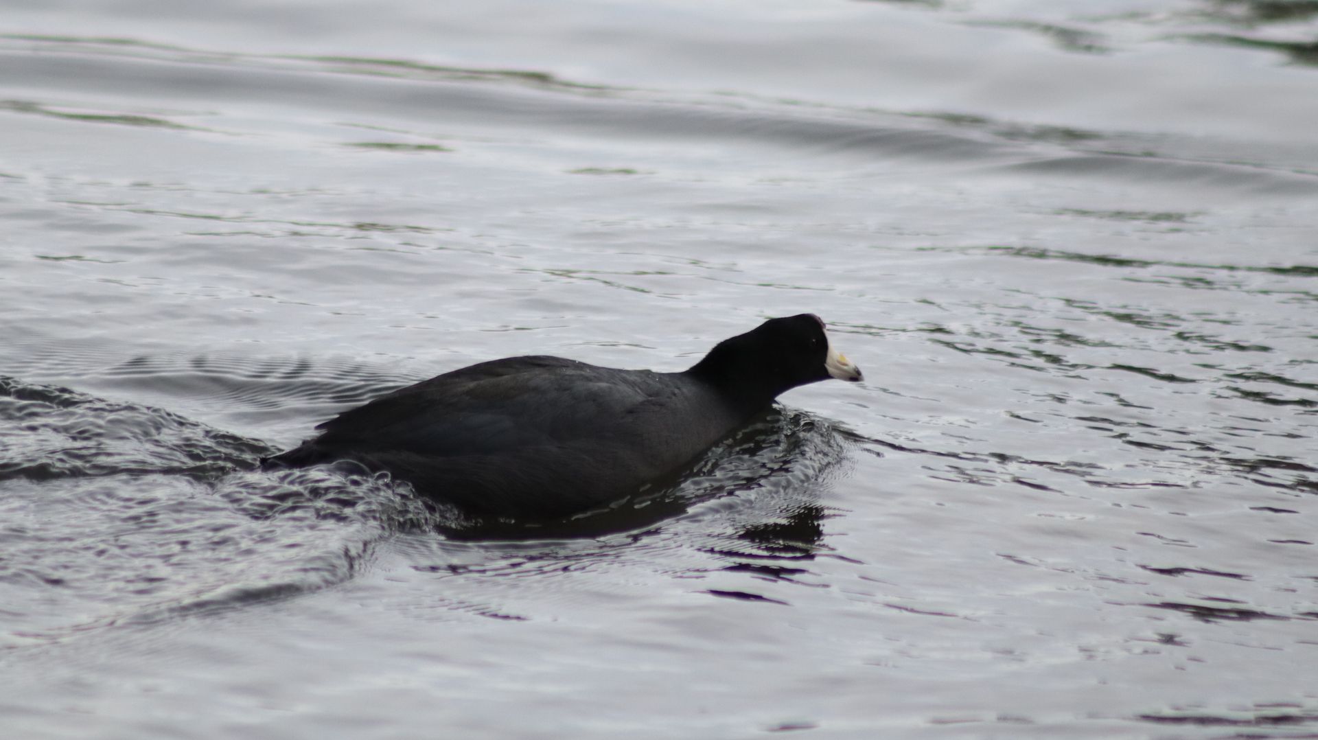 American Coot