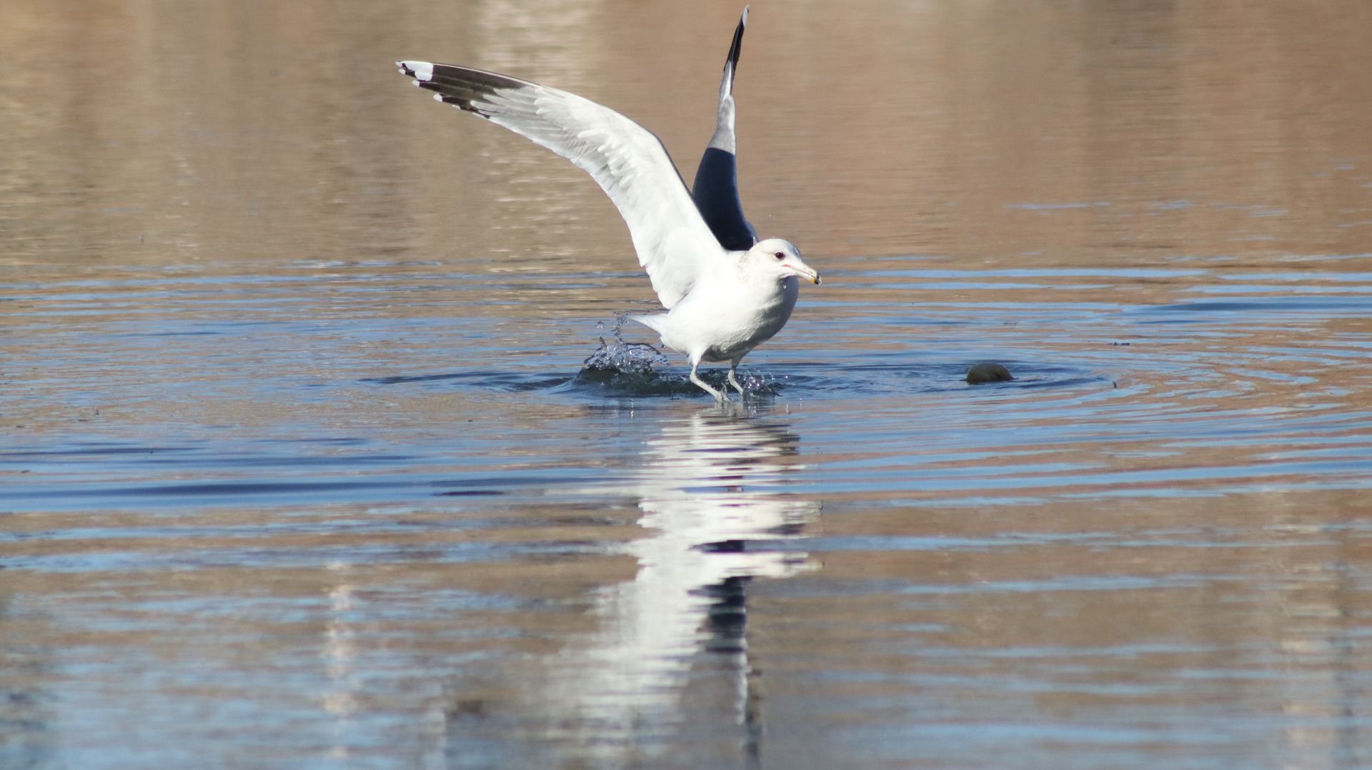 Ring Billed Gull