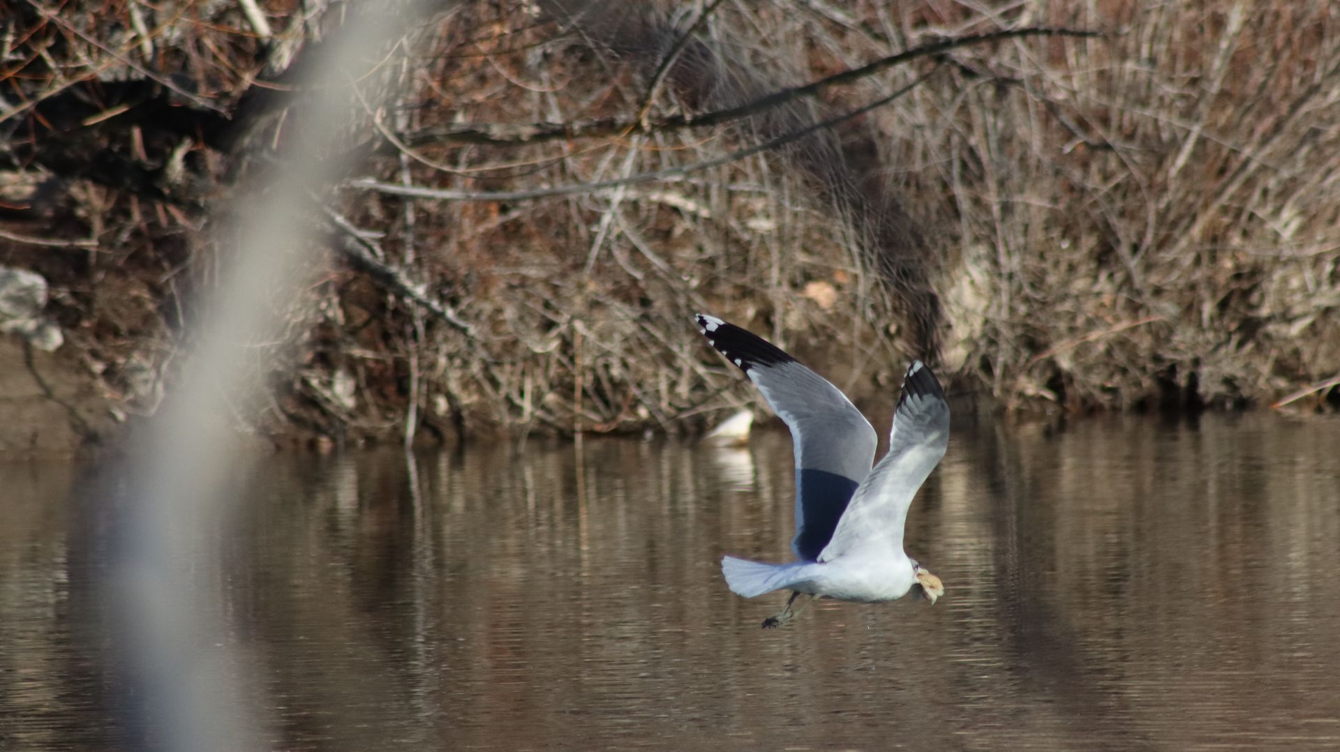 Ring Billed Gull