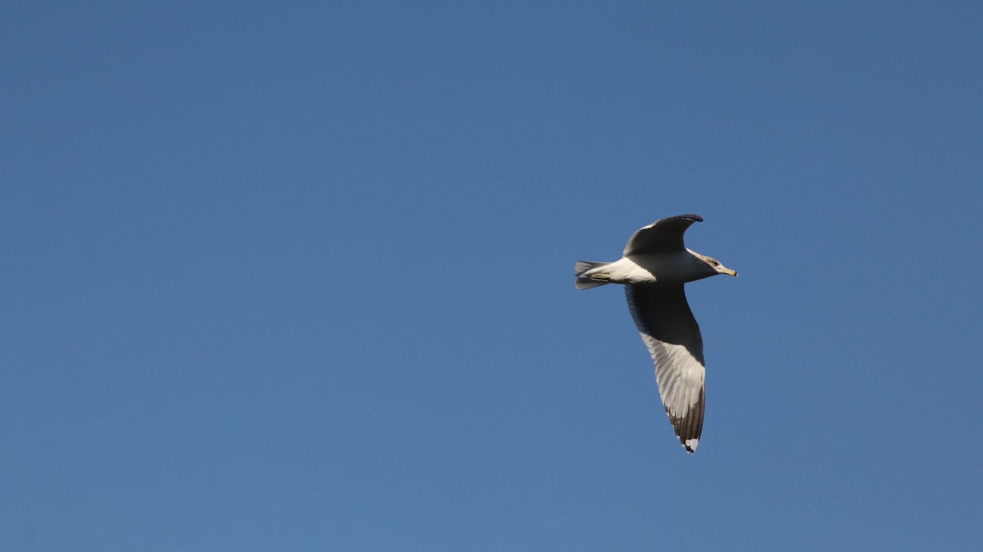 Ring Billed Gull