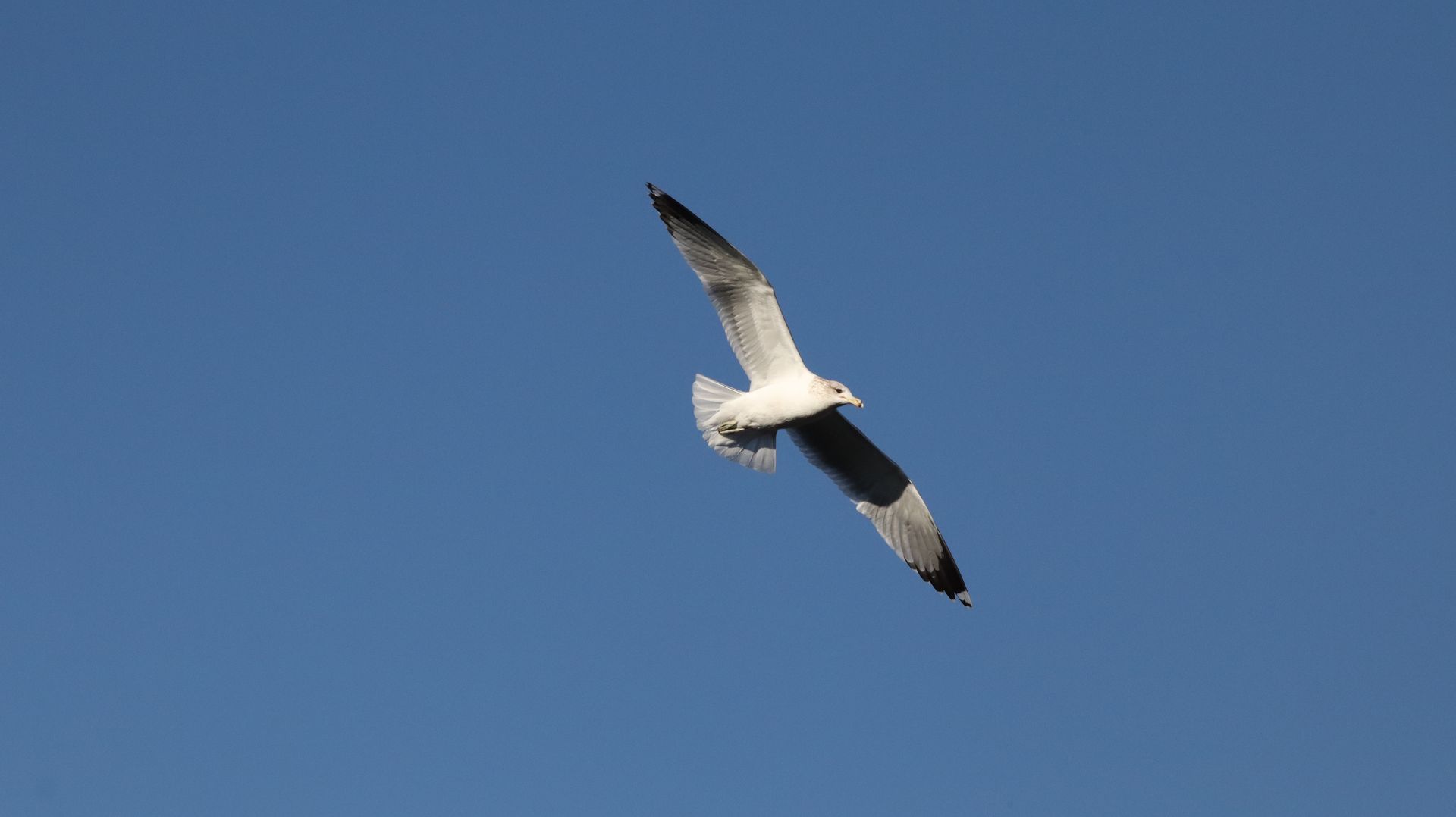 Ring Billed Gull