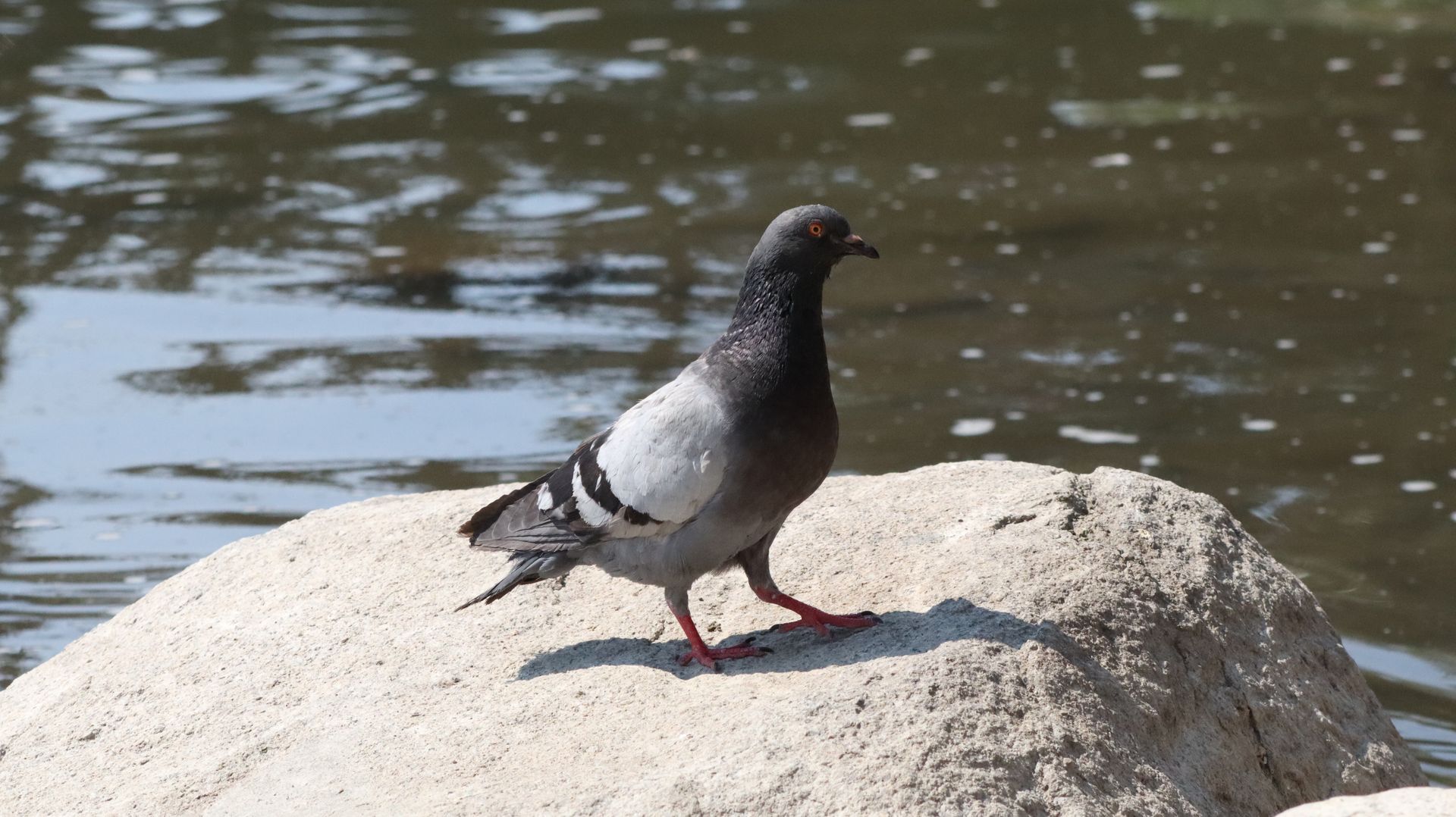 Rock Pigeon