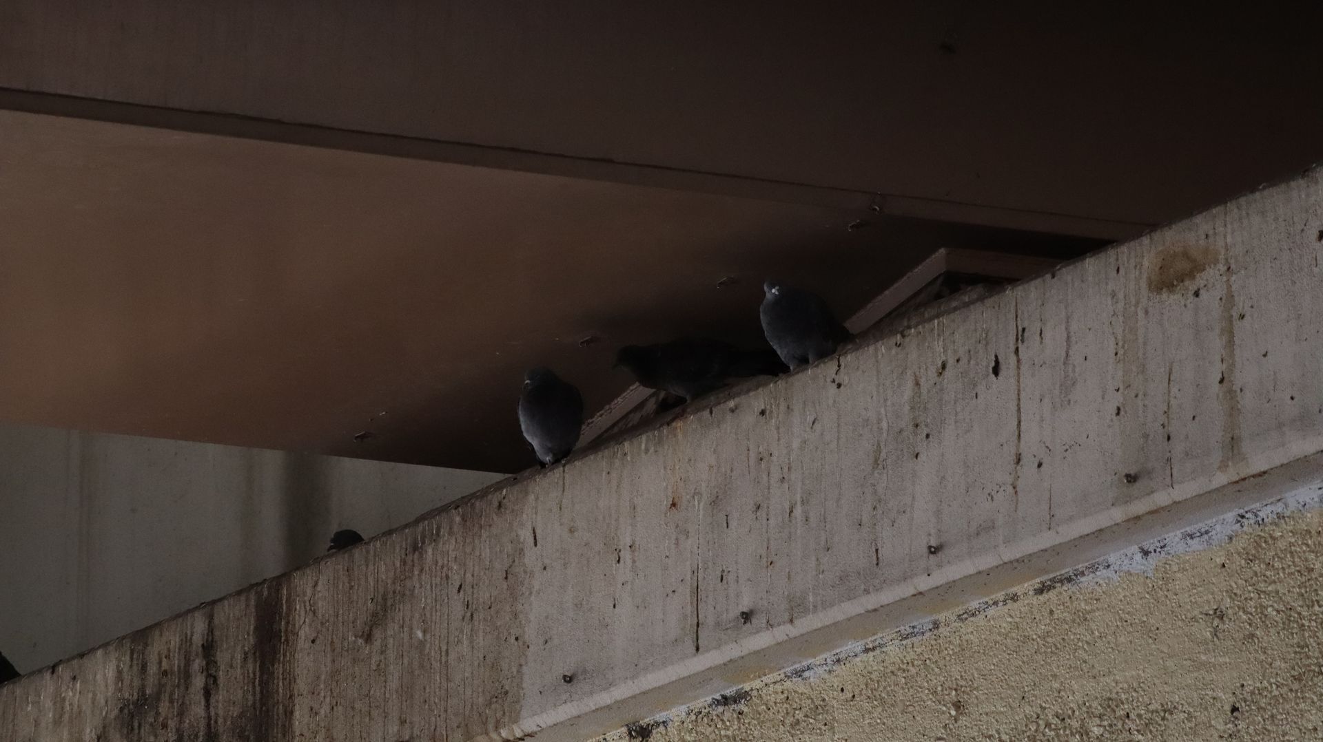 Rock Pigeons