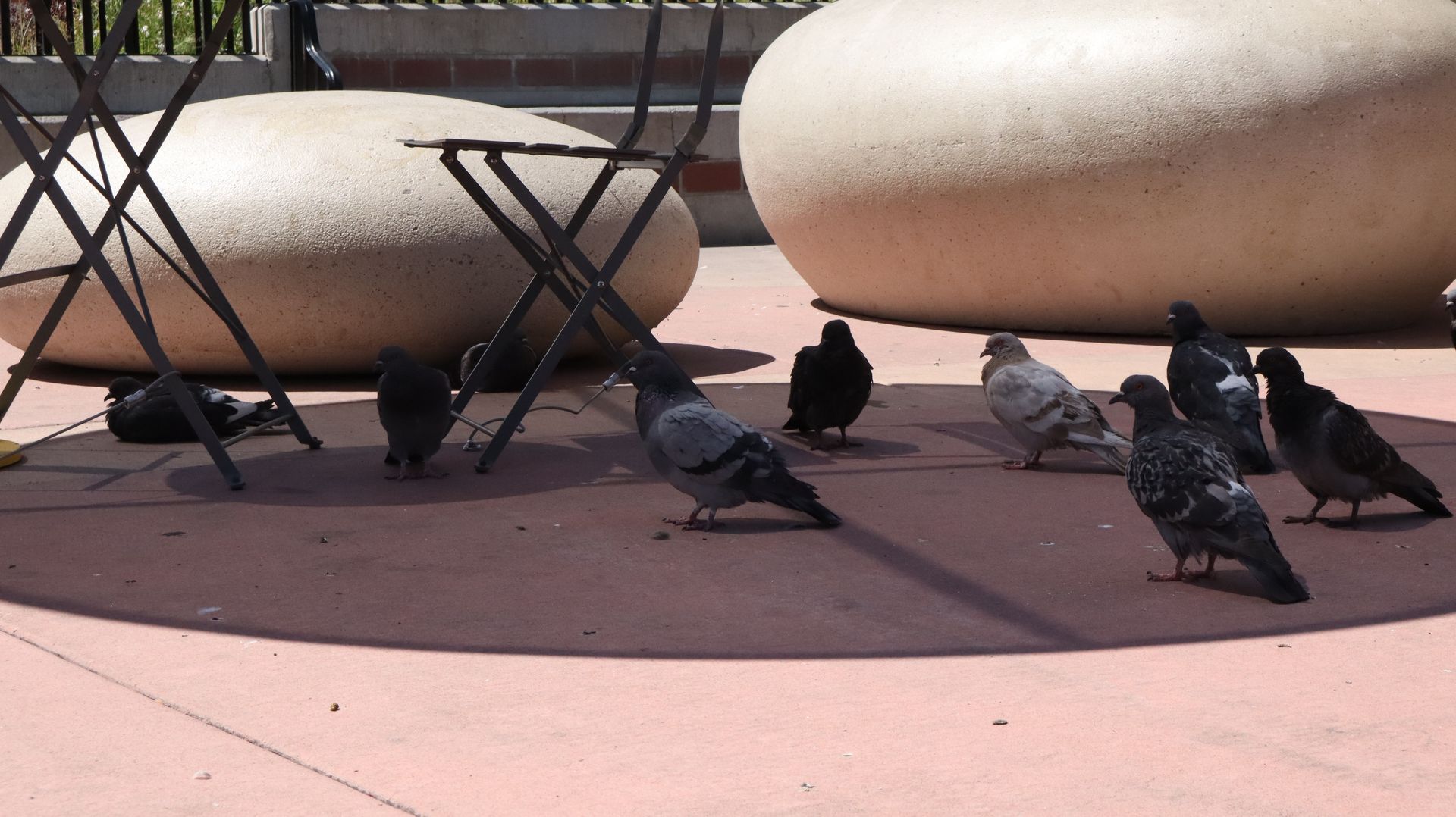Rock Pigeons