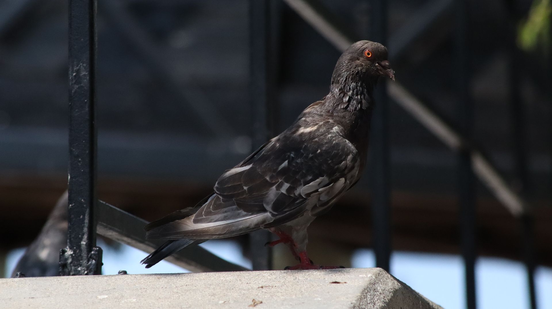 Rock Pigeon