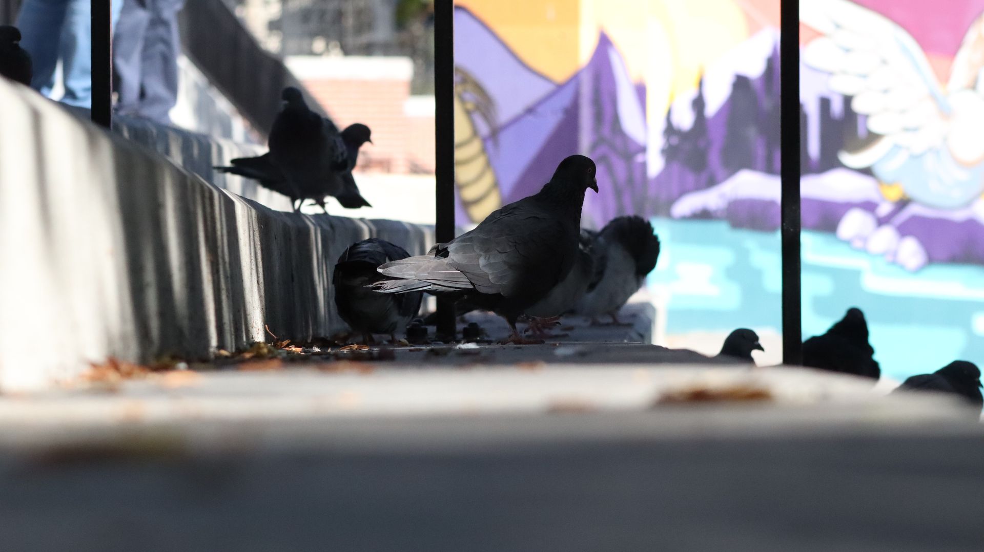 Rock Pigeons