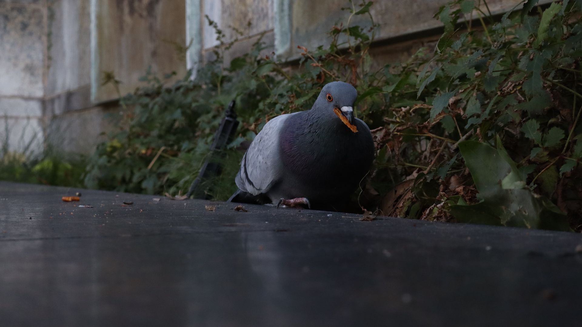 Rock Pigeon
