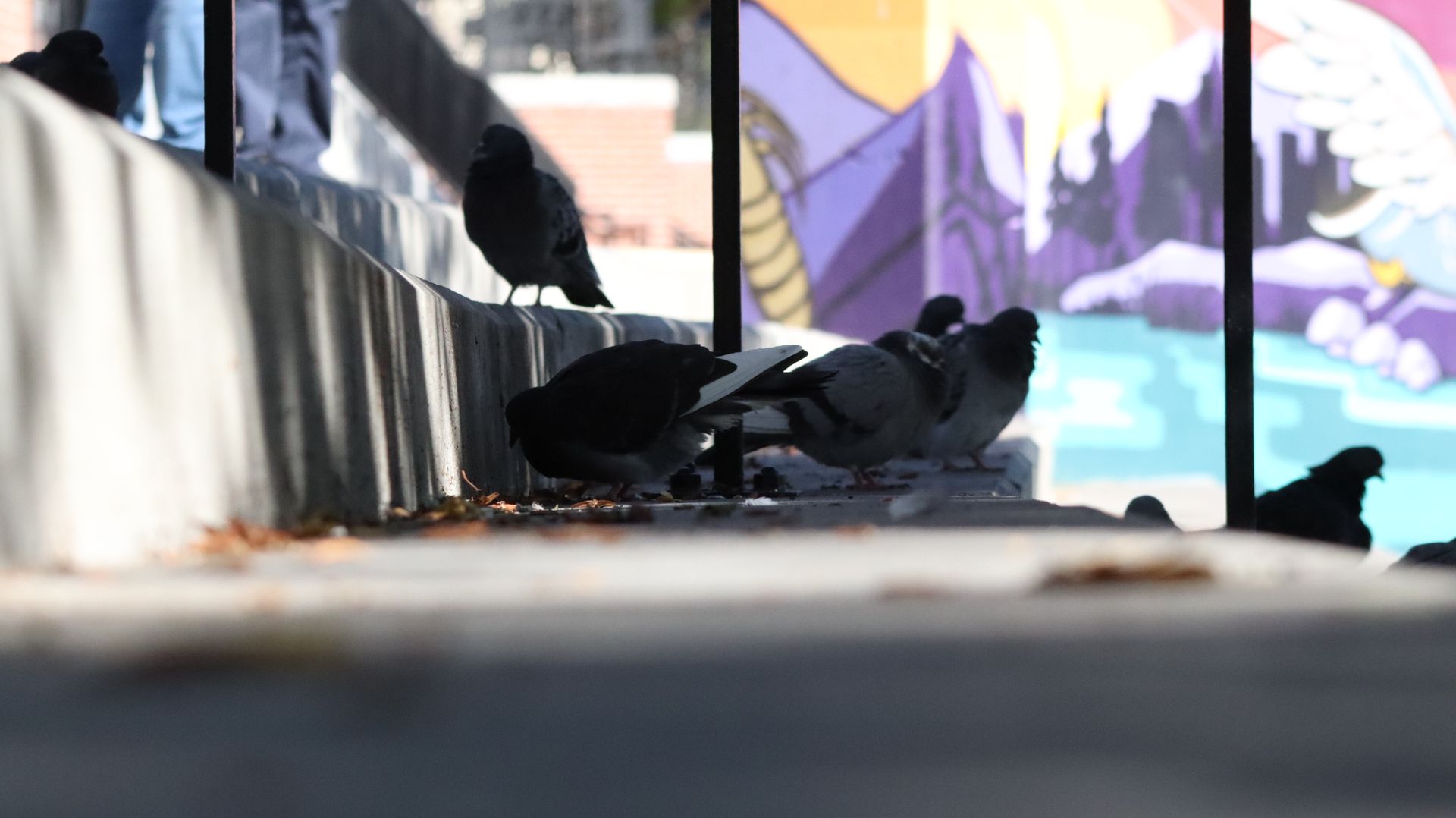 Rock Pigeons