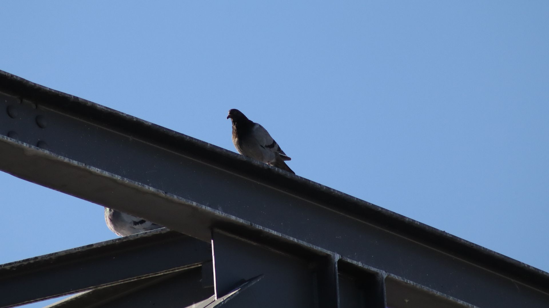 Rock Pigeon