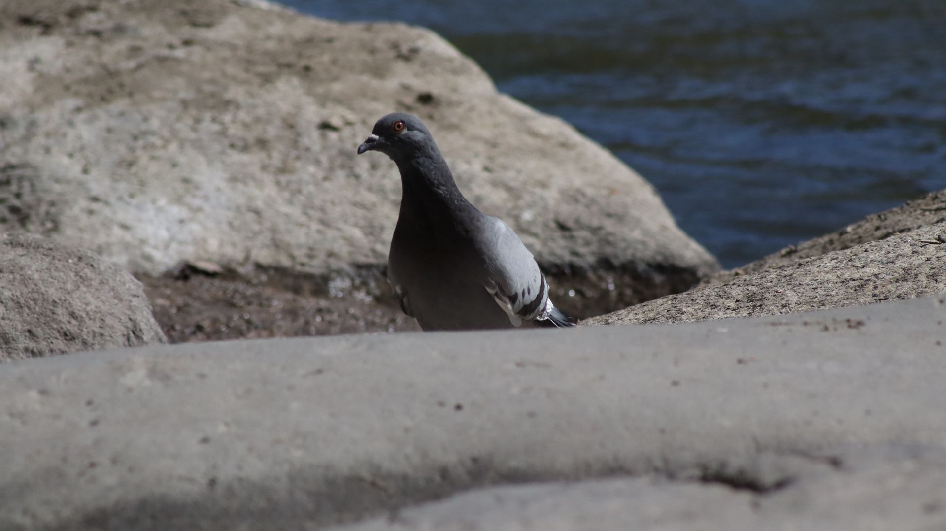 Rock Pigeon