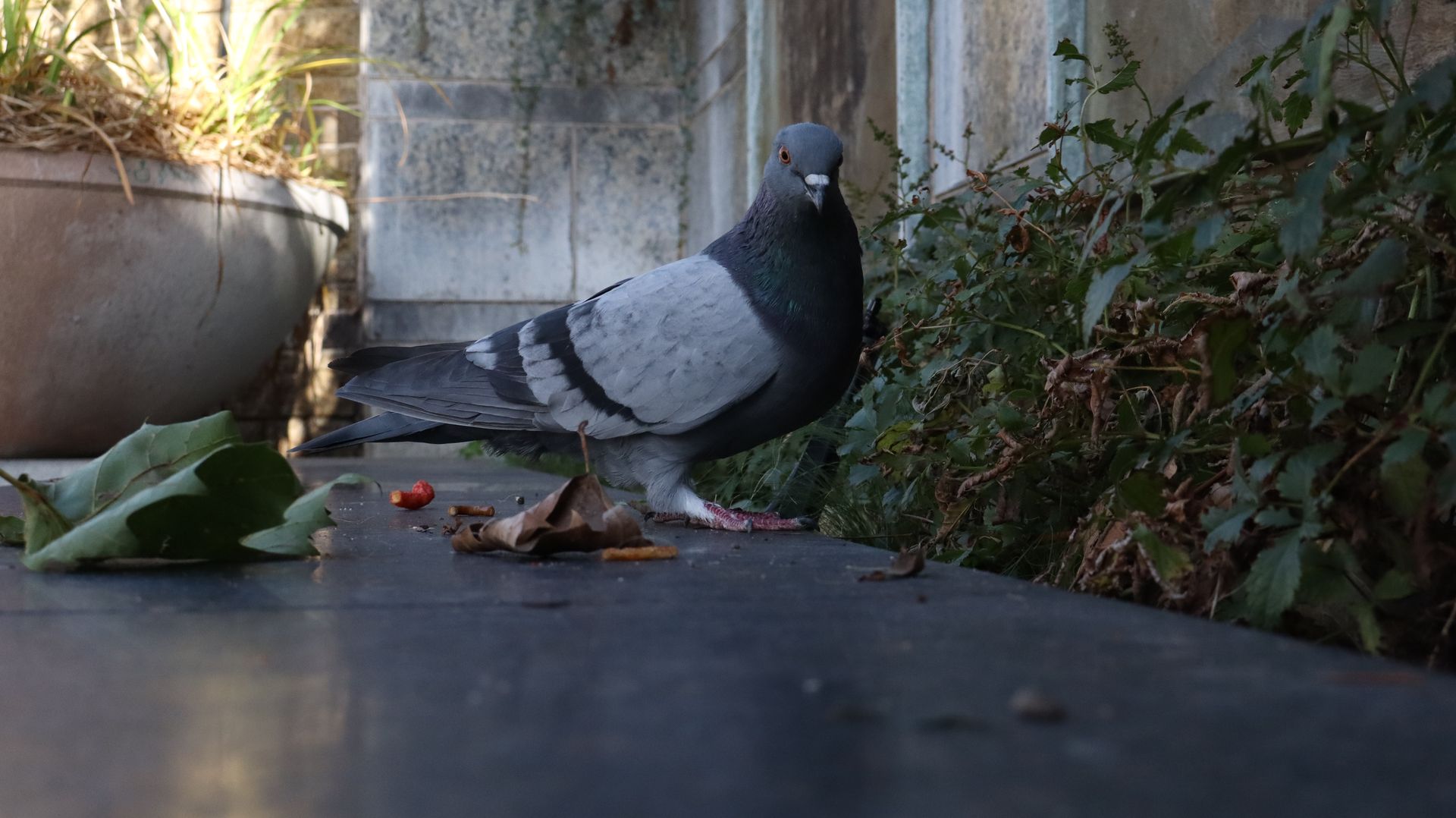 Rock Pigeon