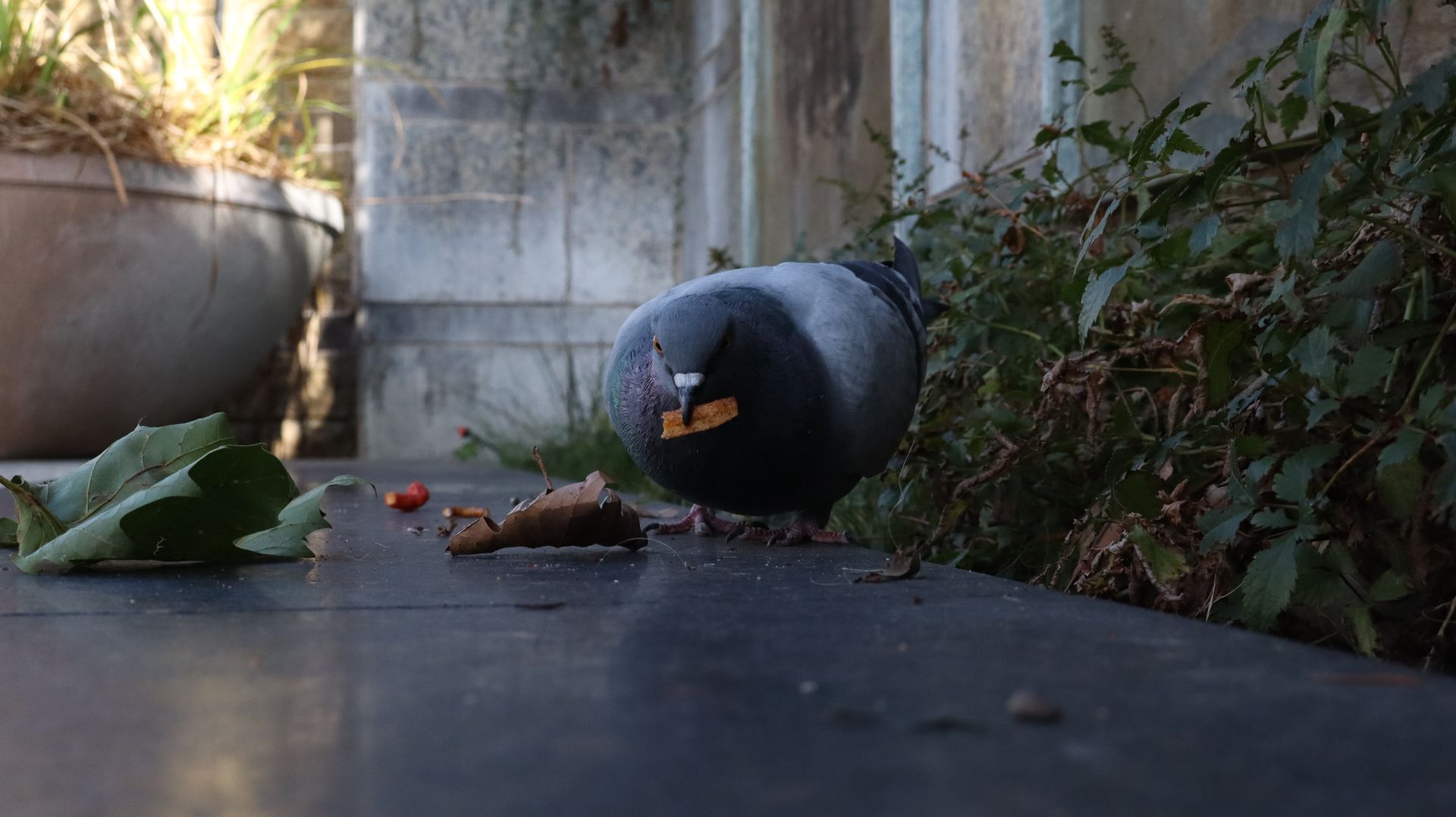 Rock Pigeon