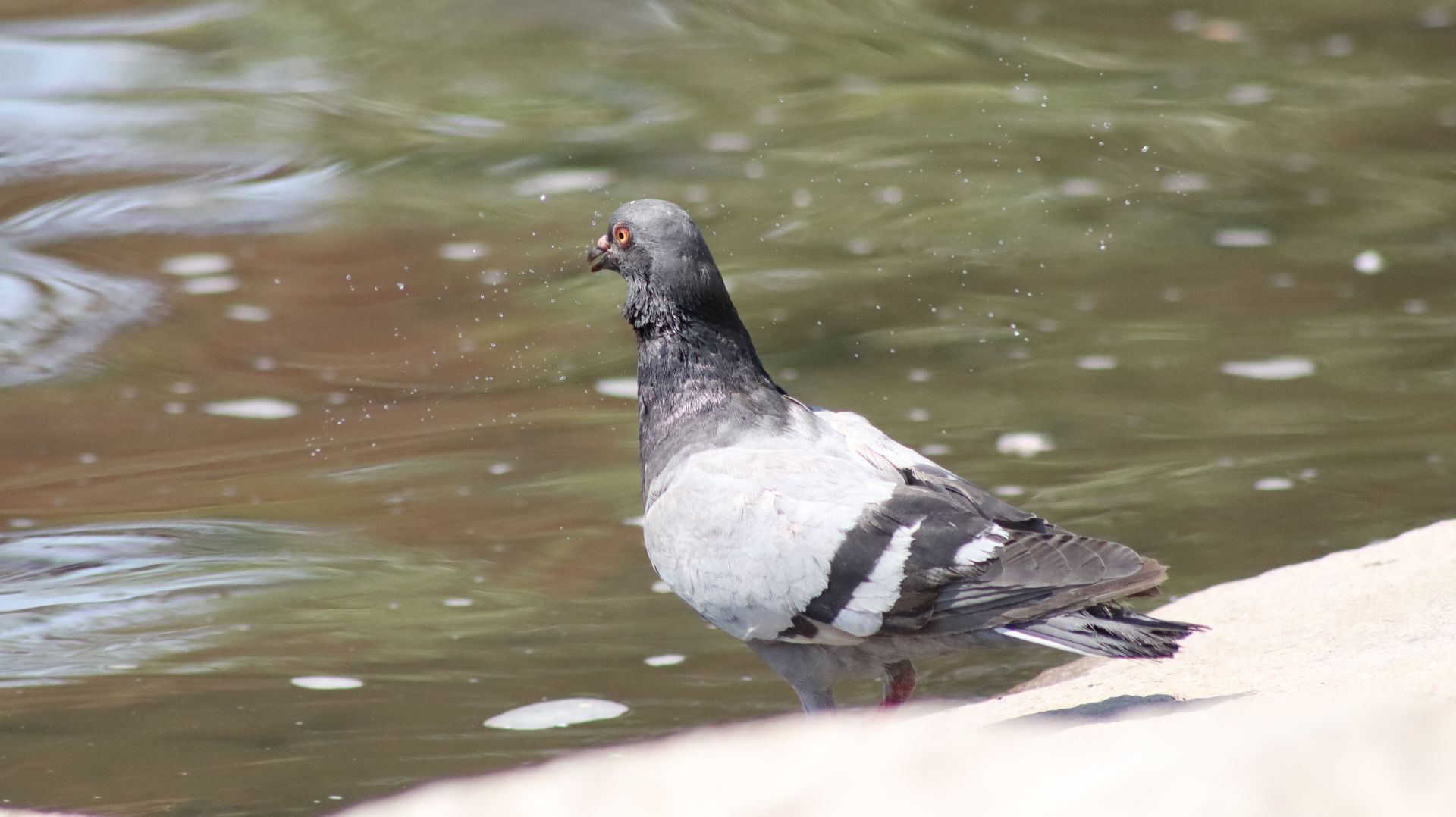 Rock Pigeon