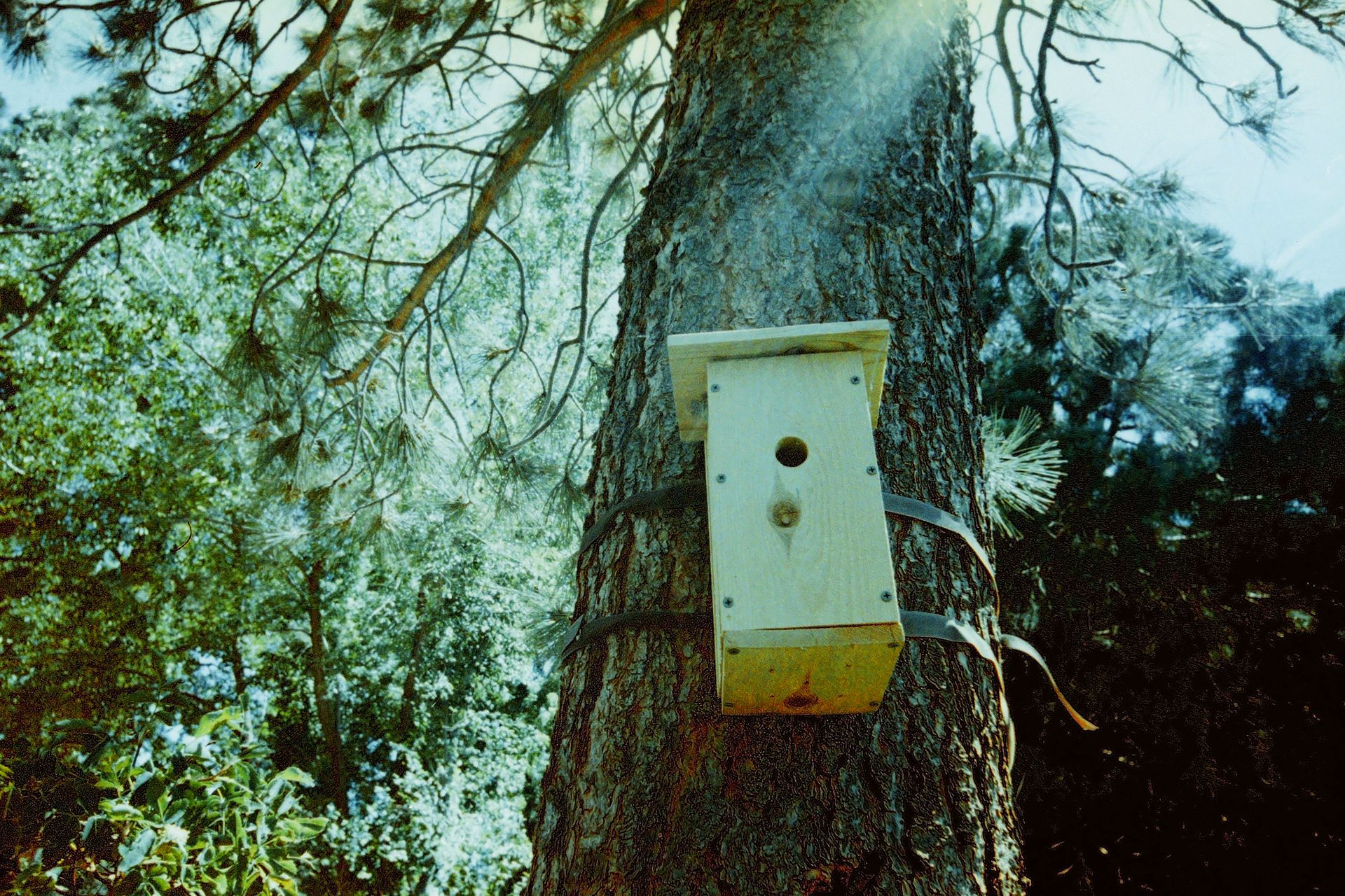 Birdhouse At Idlewild Park