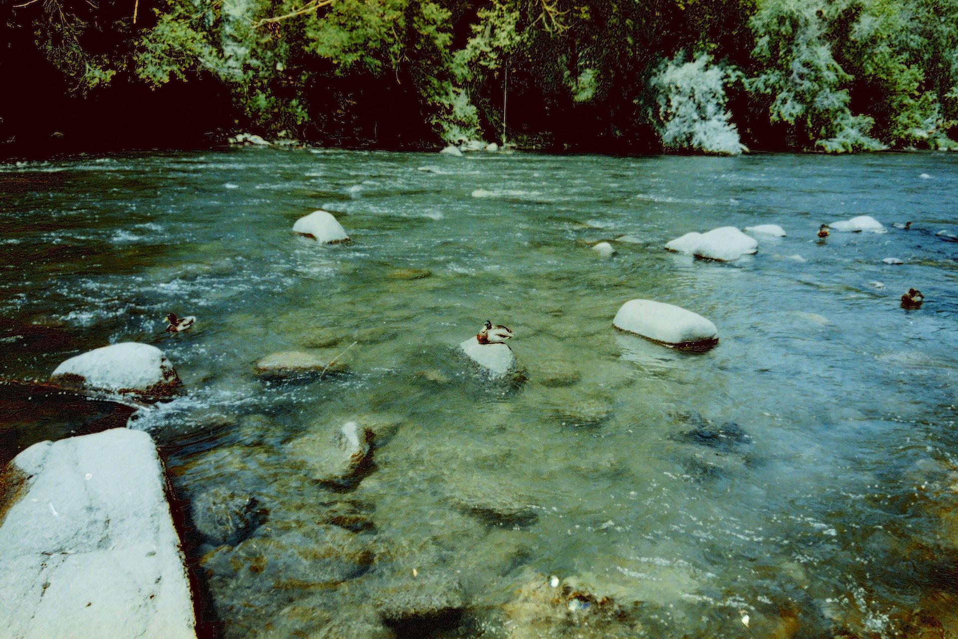 Common Meganser At The River