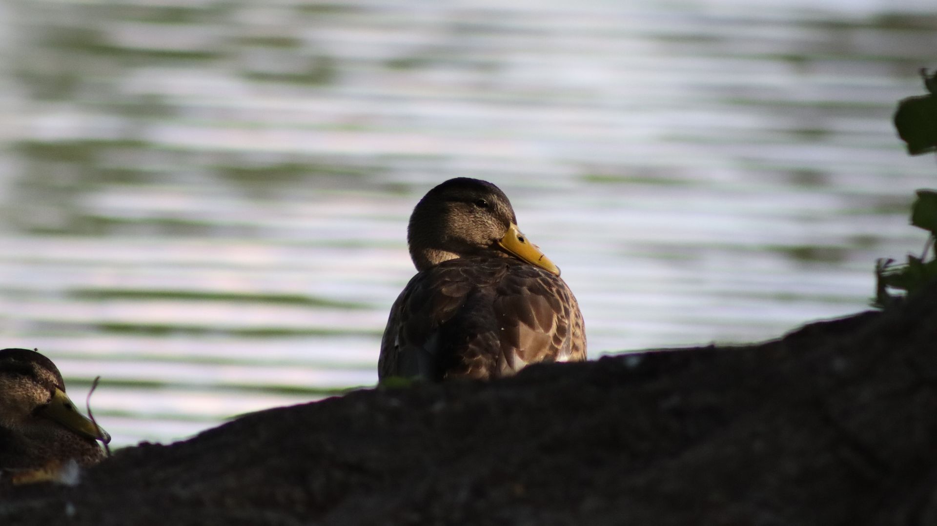 Rock Pigeon