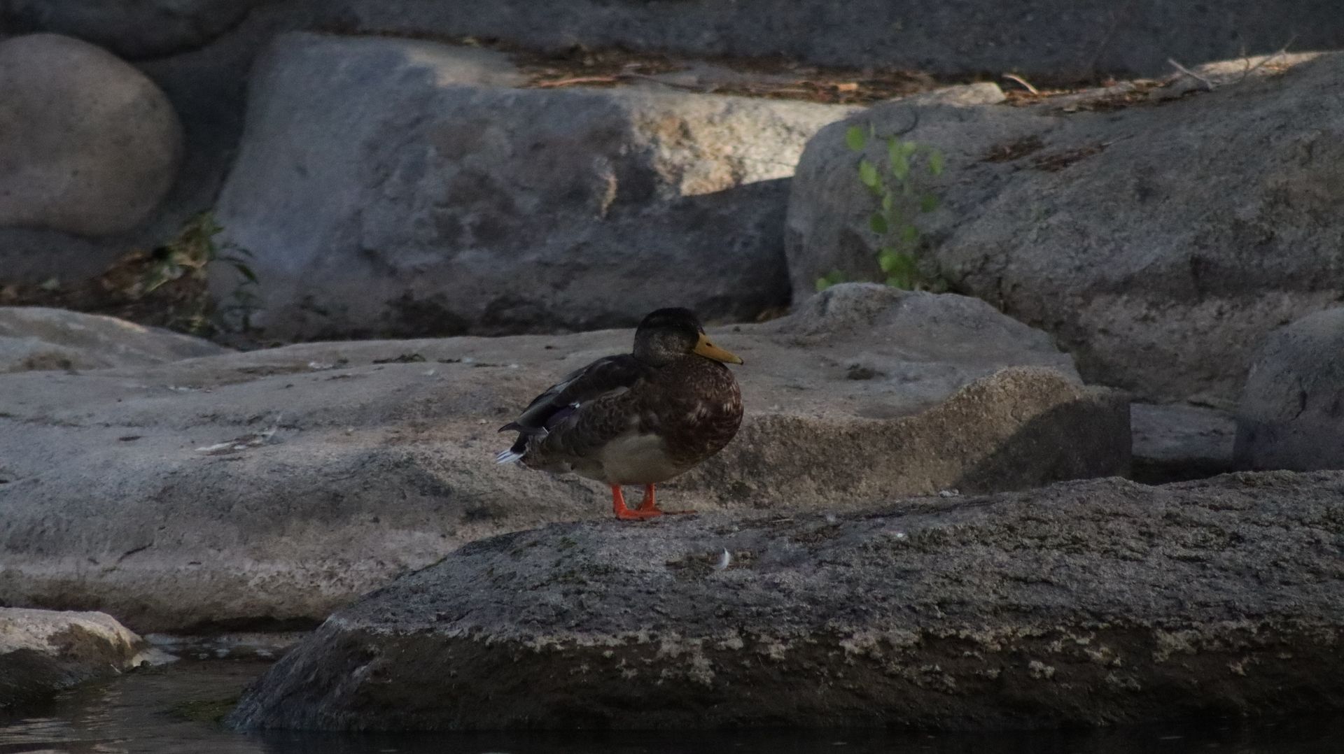 Female Mallard Duck